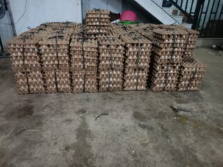 Telur Ayam Infertil Beredar Bebas di Kabupaten Bogor, Distributor Dari Desa Caringin