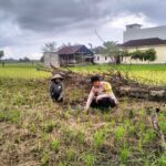 Dukung Swasembada Pangan, Bhabinkamtibmas Polsek Tempuling Turun Langsung Dampingi Petani Tanam Padi