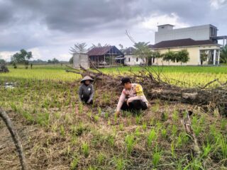 Dukung Swasembada Pangan, Bhabinkamtibmas Polsek Tempuling Turun Langsung Dampingi Petani Tanam Padi
