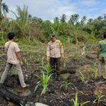 polsek pelangeran medukung sepenuhnya Swasembada Pangan.  Aktif Cek Perkembangan Jagung, Wujud Dukungan Swasembada Pangan. program presiden