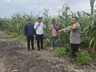 SWASEMBADA PANGAN MENJADI PRIORITAS YANG BERKELANJUTAN DI MASYARAKAT BERSAMA POLSEK PELANGIRAN