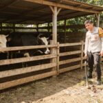 Bhabinkamtibmas Polsek Sungai Batang Sambangi Peternak Sapi, Dorong Ketahanan Pangan