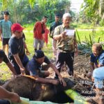 Semangat Berbagi di Idul Adha, PT. Agrinas Palma Nusantara Mitra KSO PT. Citra Mutiara Bumi Riau Gelar Penyembelihan Hewan Qurban