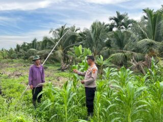 Dukung Program Asta Cita, Kapolsek Kuindra Pantau Langsung Perkembangan Lahan Jagung di Desa Teluk Dalam