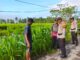 Polsek Sungai Batang Aktif Dampingi Warga, Dukung Swasembada Ketahanan Pangan di Kecamatan Sungai Batang
