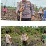 polsek pelangeran medukung sepenuhnya Swasembada Pangan. Aktif Cek Perkembangan Jagung, Wujud Dukungan Swasembada Pangan. program presiden
