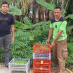Kades sungai hiliran kecamatan gas(Gaung anak serkat)pak PAISAL Dukung prigram Ketahanan Pangan, Ribuan Bibit Cabai Rawit  di sosilisasikan ke masyarakat