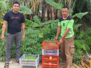 Kades sungai hiliran kecamatan gas(Gaung anak serkat)pak PAISAL Dukung prigram Ketahanan Pangan, Ribuan Bibit Cabai Rawit  di sosilisasikan ke masyarakat