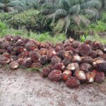 Diduga Curi Buah Sawit di Kebun PT. APN, Humas Laporkan ke Polsek Keritang
