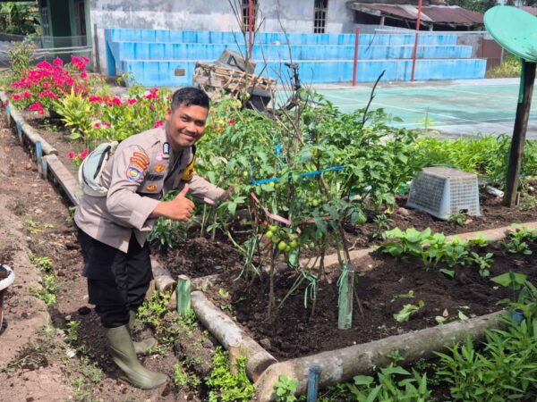 Bhabinkamtibmas Polsek Pelangiran Pantau Perkembangan Tanaman Terong dan Cabai di Desa Tagagiri Tama Jaya