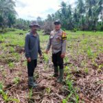Dukung Asta Cita Ketahanan Pangan, Polsek Kuindra Cek Lahan Jagung Hibrida 2 Hektar di Tanjung Lajau
