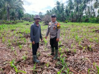 Dukung Asta Cita Ketahanan Pangan, Polsek Kuindra Cek Lahan Jagung Hibrida 2 Hektar di Tanjung Lajau