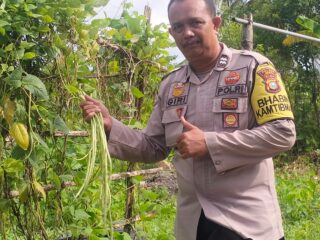 Bhabinkamtibmas Polsek Kuindra Pantau Progres Tanaman Kacang Panjang di Desa Sungai Buluh