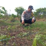 Polsek Kuindra Pantau Progres Perkebunan Jagung Program Ketahanan Pangan di Desa Tanjung Melayu
