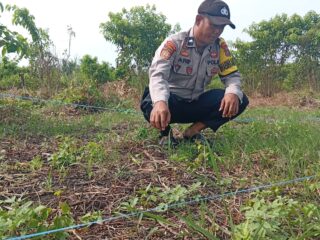 Polsek Kuindra Pantau Progres Perkebunan Jagung Program Ketahanan Pangan di Desa Tanjung Melayu