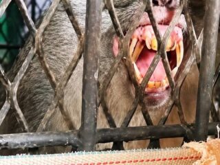 Satu Ekor Monyet Berhasil Dijebak di Tembilahan, BBKSDA Riau Lakukan Identifikasi