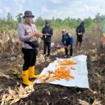 Sinergi antara kepolisian polda riau melalui polres inhil beserta kapolsek pelangeran turun langsung mendukung suasembada program presiden probwo